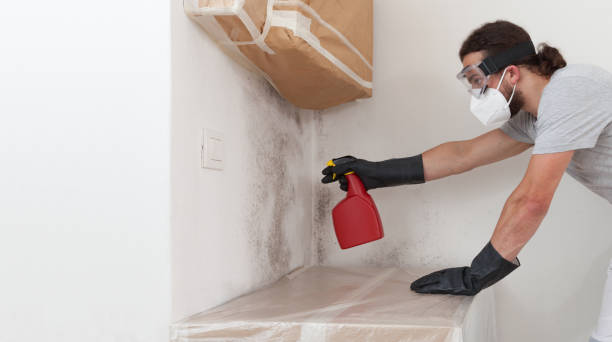 Professional Black Mold Removal technician working in Union City, NJ